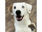 Adopt Remus a White - with Tan, Yellow or Fawn Treeing Walker Coonhound / Border