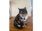 Adopt Pixie a Calico or Dilute Calico American Shorthair / Mixed (medium coat)