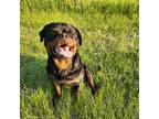 Rottweiler Puppy for sale in Waterford, MI, USA