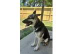 Adopt Kash a Black - with Tan, Yellow or Fawn German Shepherd Dog / Mixed dog in
