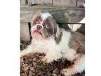 Adopt Kandy a Brown/Chocolate - with White Shih Tzu / Mixed dog in Joplin