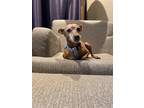 Adopt Harmony a Brindle - with White Miniature Pinscher / Mixed dog in Frisco