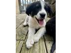 Adopt Mack a White - with Black Border Collie / Mixed dog in Berkley