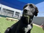 Adopt Apple Fritter a Black Mixed Breed (Large) / Mixed dog in Fresno