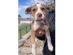 Adopt Barbie a Red/Golden/Orange/Chestnut Mixed Breed (Large) / Mixed dog in