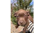 Adopt Chocolate Bear a Brown/Chocolate Mixed Breed (Large) / Mixed dog in