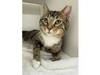 Adopt Frankie (FIV+) a Brown or Chocolate Domestic Shorthair / Domestic