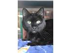 Adopt Land Shark a All Black Domestic Shorthair / Domestic Shorthair / Mixed cat