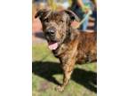 Adopt Tallahassee a Black Mixed Breed (Medium) / Mixed dog in Voorhees