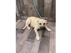 Adopt Eduardo OT6 5/2/24 a Tan/Yellow/Fawn Shepherd (Unknown Type) / Mixed dog