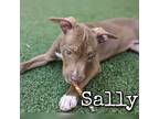 Adopt Sally a Brown/Chocolate American Pit Bull Terrier / Mixed dog in