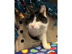 Adopt Subway a All Black Domestic Shorthair / Domestic Shorthair / Mixed cat in
