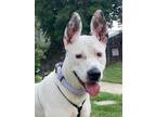 Adopt Groot a White Terrier (Unknown Type, Medium) / Mixed Breed (Medium) /