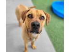 Adopt Ransom a Rhodesian Ridgeback / Mixed dog in Topeka, KS (41361868)