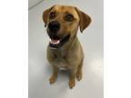 Adopt Ransom a Rhodesian Ridgeback / Mixed dog in Topeka, KS (41361868)