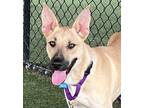 Adopt Vivy a Shepherd (Unknown Type) / Black Mouth Cur / Mixed dog in Columbia