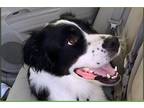 Adopt Roxie a Black - with White Bernese Mountain Dog / Border Collie / Mixed