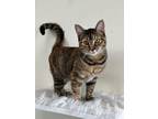 Adopt Luna a Brown Tabby Domestic Mediumhair / Mixed (short coat) cat in LAS