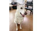 Adopt Candy a White German Shepherd Dog / Mixed dog in Cary, NC (41133596)