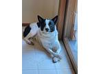 Adopt Sawyer a White - with Black Australian Cattle Dog / Mixed dog in