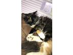 Adopt Ophelia a Calico or Dilute Calico Domestic Longhair / Mixed (long coat)