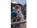 Adopt Levar a White Mixed Breed (Medium) / Mixed dog in Cincinnati