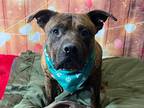 Adopt Seven a Brown/Chocolate American Pit Bull Terrier / Mixed Breed (Medium) /