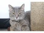 Adopt Lotus a Gray, Blue or Silver Tabby Domestic Shorthair (short coat) cat in