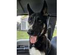 Adopt Vader a Mixed Breed (Medium) / Mixed dog in Spokane Valley, WA (41361824)