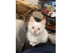 Adopt Piper a Cream or Ivory Siamese / Mixed (medium coat) cat in Topeka