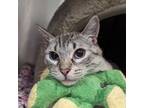 Adopt Mushu a Gray or Blue (Mostly) Domestic Shorthair / Mixed (short coat) cat