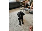 Adopt Cloak a Black Labrador Retriever / Mixed dog in Camas, WA (41362002)
