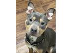 Adopt Pluto a Gray/Silver/Salt & Pepper - with White American Pit Bull Terrier /