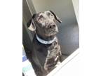 Adopt Charlie a Black - with White Labrador Retriever / Terrier (Unknown Type