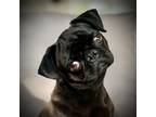 Adopt Nina a Black Pug / Mixed dog in Grapevine, TX (41361633)