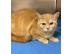 Adopt Frannie a Orange or Red Domestic Shorthair / Mixed Breed (Medium) / Mixed