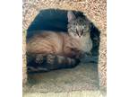 Adopt Ella a All Black Siamese / Mixed Breed (Medium) / Mixed (short coat) cat