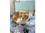 Adopt GOLDFISH a Orange or Red Domestic Shorthair / Domestic Shorthair / Mixed