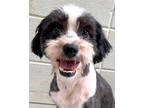 Adopt Panda Bear a Black Shih Tzu / Mixed dog in Victoria, TX (41335526)