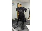 Adopt Archie a Black Mixed Breed (Medium) / Mixed Breed (Medium) / Mixed (short