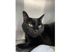 Adopt Izzy / Juno a All Black Domestic Shorthair / Domestic Shorthair / Mixed