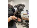 Adopt Benji a Black Mixed Breed (Medium) / Mixed dog in Luling, LA (41361544)