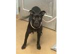 Adopt Skittles a Black Mixed Breed (Large) / Mixed dog in Chamblee
