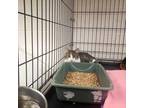 Adopt Lilly a Gray or Blue Domestic Shorthair / Mixed Breed (Medium) / Mixed
