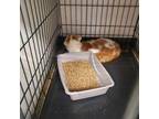 Adopt Golden a Orange or Red Domestic Shorthair / Domestic Shorthair / Mixed cat
