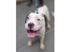 Adopt Cher a White Mixed Breed (Large) / Mixed dog in Williamsburg