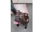 Adopt Sonny a Brindle Mixed Breed (Large) / Mixed dog in Williamsburg