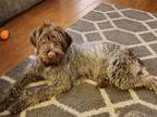 Adopt Maggie a Brown/Chocolate - with White Wirehaired Pointing Griffon / Mixed