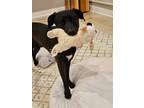 Adopt Asher a Black Great Dane / Labrador Retriever / Mixed (short coat) dog in