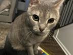 Adopt Mable a Gray or Blue Domestic Shorthair / Mixed (short coat) cat in